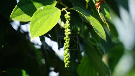 Black pepper (Piper nigrum, peppercorn, merica, lada, sahang) on the tree
