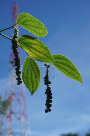 Pimienta negra (Piper nigrum, pimienta de maíz, merica, lada, sahang) en el árbol