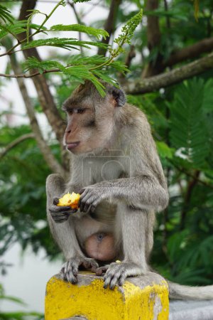 Macaca fascicularis (Monyet kra, kera ekor panjang, monyet ekor panjang, long-tailed macaque, monyet pemakan kepiting, crab-eating monkey) on the tree.