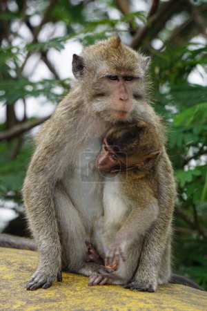 Téléchargez les photos : Macaca fascicularis (Monyet kra, kera ekor panjang, monyet ekor panjang, long-tailed macaque, monyet pemakan kepiting, crab-eating monkey) on the tree. - en image libre de droit