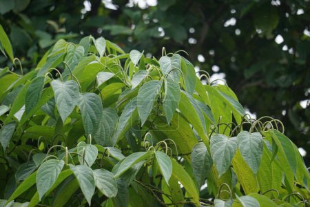 Sirih hutan (sirihan, piper aduncum, spiked pepper, spiked pepper, matico). Diese Pflanze wurde verwendet, um Blutungen zu stoppen und Geschwüre zu behandeln