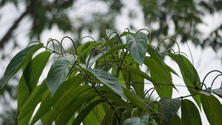 Sirih hutan (sirihan, piper aduncum, spiked pepper, spiked pepper, matico). Diese Pflanze wurde verwendet, um Blutungen zu stoppen und Geschwüre zu behandeln