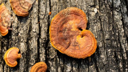 Ganoderma est un genre de champignons polypores de la famille des Ganodermataceae que l'on trouve dans le tronc de l'arbre. parfois utiliser pour la médecine
