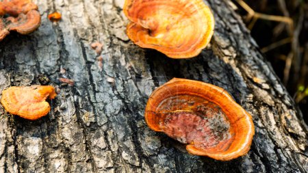 Ganoderma es un género de hongos poliporos de la familia Ganodermataceae que se encuentran en el tronco del árbol, a veces se llaman hongos estante o hongos paréntesis. uso en algún momento para la medicina
