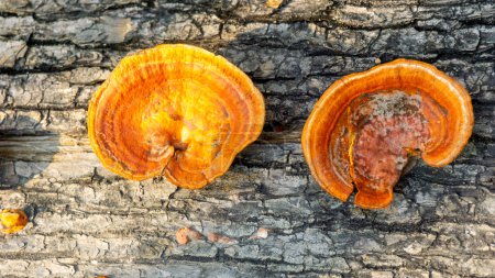 Ganoderma est un genre de champignons polypores de la famille des Ganodermataceae que l'on trouve dans le tronc de l'arbre. parfois utiliser pour la médecine
