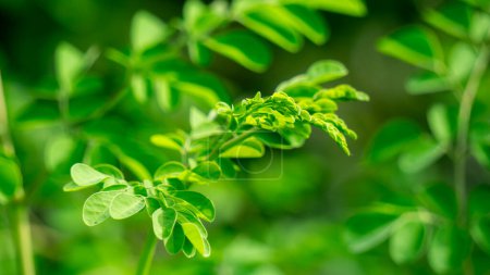 Feuilles de Kelor (merunggai, Moringa oleifera, pilon, raifort, malunggay). Les feuilles de cette plante sont généralement utilisées pour la cuisine et la médecine traditionnelle