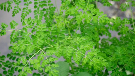 Kelor (Merunggai, Moringa oleifera, Drumstick-Baum, Meerrettich-Baum, Malunggay) Blätter. Die Blätter dieser Pflanze werden normalerweise zum Kochen und zur traditionellen Medizin verwendet.