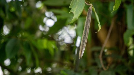Wrightia pubescens (Mentaok, Mentaos, Bintaos) Pflanze. Diese Pflanze wächst zu einem kleinen Baum, aber auch zu Blumen und Früchten als Strauch