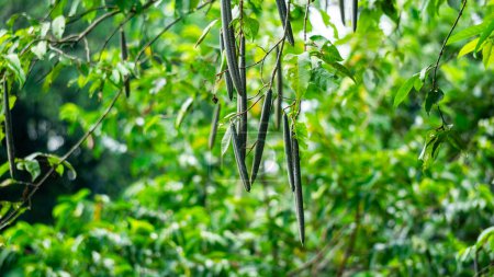 Wrightia pubescens (Mentaok, Mentaos, Bintaos) Pflanze. Diese Pflanze wächst zu einem kleinen Baum, aber auch zu Blumen und Früchten als Strauch