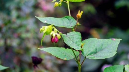 Devil's Cotton (Abroma augustum, Ulat Kambal, perennial Indian hemp, cotton abroma, kapasan). Infusion of fresh leaves and stems is effective in treatment of gonorrhoea
