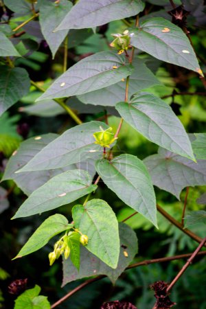 Devil's Cotton (Abroma augustum, Ulat Kambal, perennial Indian hemp, cotton abroma, kapasan). Infusion of fresh leaves and stems is effective in treatment of gonorrhoea