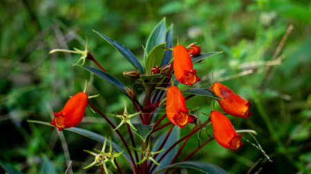 Coucher de soleil bolivien (gloxinia rustique, Seemannia sylvatica, Seemannia, Fritschiantha Kuntze, Gloxinia sylvatica). Seemannia est un genre de plantes de la famille des Gesneriaceae.