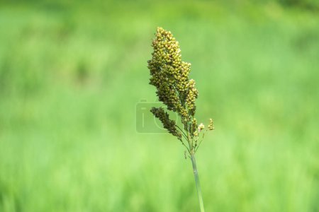 Sorghum bicolor (Cantel, gandrung, great millet, broomcorn, guinea corn). The grain finds use as human food, and for making liquor, animal feed, or bio-based ethanol. Sorghum grain is gluten free