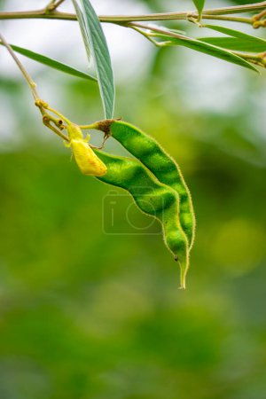 Pigeon pea (Gude, kacang gude, kacang kayo, kacang bali, Cajanus cajan, red gram, tur, pwa kongo, gungo peas) leaves with a natural background