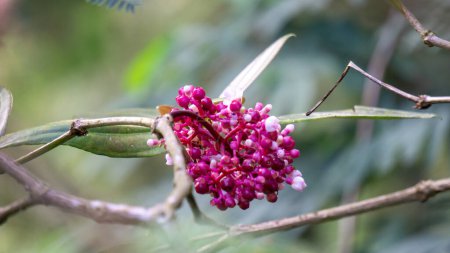 Medinilla speciosa (Parijata, Parijoto, auffällige asiatische Trauben). Die Frucht enthält signifikante Mengen an Antioxidantien und Beta-Carotin, daher wird angenommen, dass sie die Fruchtbarkeit der Schwangerschaft erhöht.