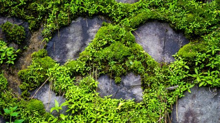 El musgo verde se pega a las paredes de piedra para formar ciertos patrones