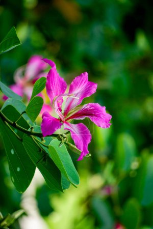 Photo for Bauhinia purpurea (Purple bauhinia, orchid tree, khairwal, karar) flower. In Indian traditional medicine, the leaves are used to treat coughs while the bark is used for glandular diseases - Royalty Free Image