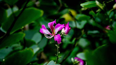 Bauhinia purpurea (Bauhinia pourpre, orchidée, khairwal, karar) fleur. Dans la médecine traditionnelle indienne, les feuilles sont utilisées pour traiter la toux tandis que l'écorce est utilisée pour les maladies glandulaires