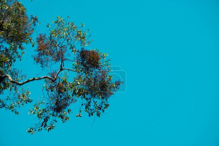 Photo for Tree with sky background. Templates for school assignments, work and other projects - Royalty Free Image