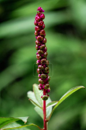 Phytolacca icosandra (Knopf-Pokeweed, tropisches Pokeweed, zwanzig Staubgefäße, Bayam Hutan). Es wird zur Behandlung nicht spezifizierter medizinischer Störungen, als Gift und Medikament sowie für Lebensmittel verwendet..