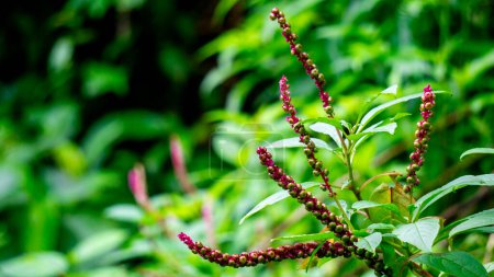 Phytolacca icosandra (botón pokeweed, pokeweed tropical, veinte estambres, bayam hutan). Se utiliza para tratar trastornos medicinales no especificados, como un veneno y un medicamento y para alimentos..