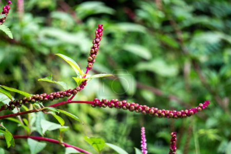 Phytolacca icosandra (button pokeweed, tropical pokeweed, twenty stamens, bayam hutan). It is used to treat unspecified medicinal disorders, as a poison and a medicine and for food.