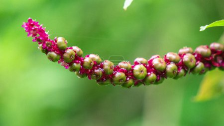 Phytolacca icosandra (Knopf-Pokeweed, tropisches Pokeweed, zwanzig Staubgefäße, Bayam Hutan). Es wird zur Behandlung nicht spezifizierter medizinischer Störungen, als Gift und Medikament sowie für Lebensmittel verwendet..