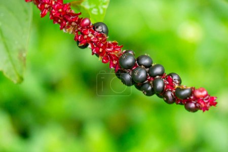 Phytolacca icosandra (botón pokeweed, pokeweed tropical, veinte estambres, bayam hutan). Se utiliza para tratar trastornos medicinales no especificados, como un veneno y un medicamento y para alimentos..