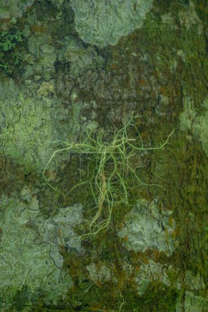Usnea cornuta (old man's beard, beard lichen, beard moss, tahi angin, kayu angin, rasuk angin). Some usnea species are used as deodorant, food and can be used as a fire starter