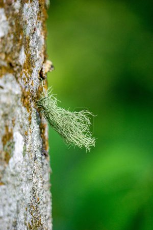 Usnea cornuta (old man's beard, beard lichen, beard moss, tahi angin, kayu angin, rasuk angin). Some usnea species are used as deodorant, food and can be used as a fire starter
