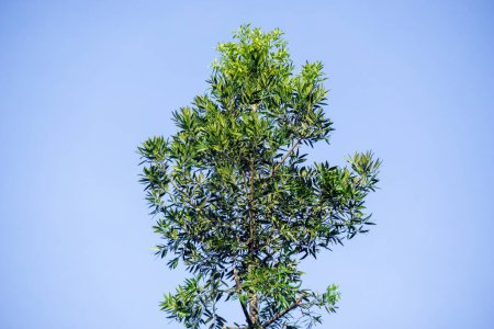 Agathis robusta (Dundathu-Kiefer, Kauri-Kiefer, Queensland-Kauri, Australischer Kauri). Dieser Baum produziert ein hochwertiges Holz, das für eine Vielzahl von Zwecken verwendet wurde, wie Möbeltischlerei, Tischlerei