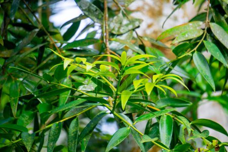 Agathis robusta (Dundathu-Kiefer, Kauri-Kiefer, Queensland-Kauri, Australischer Kauri). Dieser Baum produziert ein hochwertiges Holz, das für eine Vielzahl von Zwecken verwendet wurde, wie Möbeltischlerei, Tischlerei