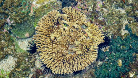 Foto de El coral cerebral es un nombre común dado a varios corales en las familias Mussidae y Merulinidae, llamados así debido a su forma generalmente esferoide y superficie ranurada que se asemeja a un cerebro. - Imagen libre de derechos