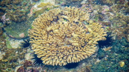 Photo for Brain coral is a common name given to various corals in the families Mussidae and Merulinidae, so called due to their generally spheroid shape and grooved surface which resembles a brain - Royalty Free Image