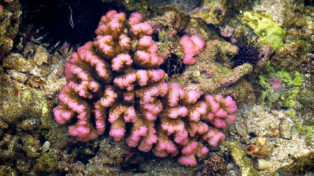 Foto de El coral cerebral es un nombre común dado a varios corales en las familias Mussidae y Merulinidae, llamados así debido a su forma generalmente esferoide y superficie ranurada que se asemeja a un cerebro. - Imagen libre de derechos