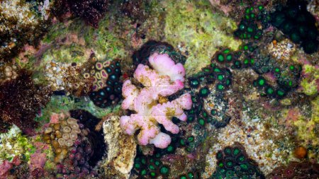 Corail cérébral est un nom commun donné à divers coraux dans les familles Mussidae et Merulinidae, ainsi appelé en raison de leur forme généralement sphéroïde et surface rainurée qui ressemble à un cerveau