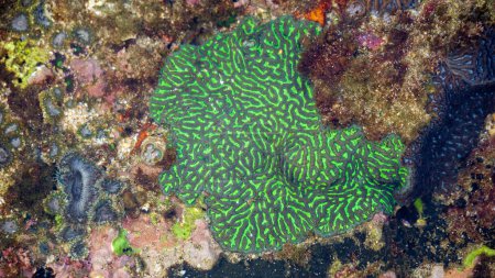 El coral cerebral es un nombre común dado a varios corales en las familias Mussidae y Merulinidae, llamados así debido a su forma generalmente esferoide y superficie ranurada que se asemeja a un cerebro.