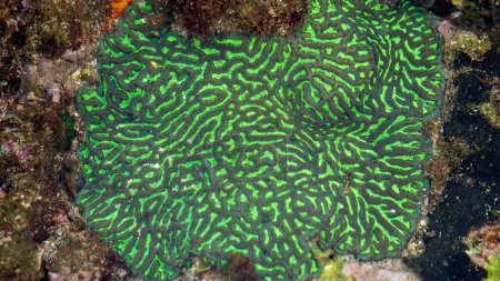 Photo for Brain coral is a common name given to various corals in the families Mussidae and Merulinidae, so called due to their generally spheroid shape and grooved surface which resembles a brain - Royalty Free Image