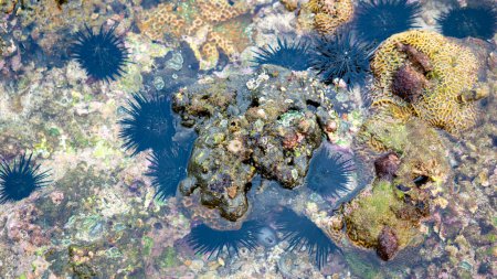 Gehirnkorallen sind ein gebräuchlicher Name für verschiedene Korallen in den Familien Mussidae und Merulinidae, die aufgrund ihrer im Allgemeinen kugelförmigen Form und ihrer gerillten Oberfläche, die einem Gehirn ähnelt, so genannt werden.