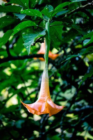 Brugmansia arborea (Brugmansia suaveolens) dans la nature. Brugmansia arborea est un arbuste à feuilles persistantes ou un petit arbre atteignant jusqu'à 7 mètres (23 pi) de hauteur. Cette plante habituellement pollinisée par les papillons nocturnes.