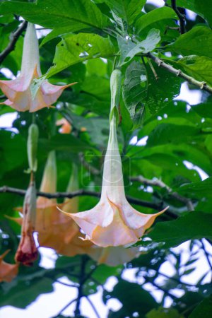 Brugmansia arborea (Brugmansia suaveolens)in nature. Brugmansia arborea is an evergreen shrub or small tree reaching up to 7 metres (23 ft) in height. This plant usually pollinated by moths.
