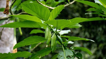 Brugmansia arborea (Brugmansia suaveolens) in der Natur. Brugmansia arborea ist ein immergrüner Strauch oder kleiner Baum, der bis zu 7 Meter hoch wird. Diese Pflanze wird normalerweise von Motten bestäubt.