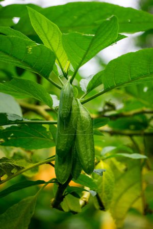 Brugmansia arborea (Brugmansia suaveolens) in der Natur. Brugmansia arborea ist ein immergrüner Strauch oder kleiner Baum, der bis zu 7 Meter hoch wird. Diese Pflanze wird normalerweise von Motten bestäubt.