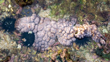 Didemnum carnulentum. Didemnum is a genus of colonial tunicates in the family Didemnidae. It is the most speciose genus in the didemnid family