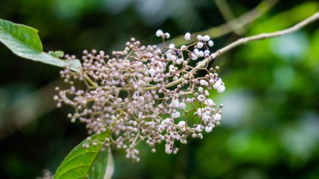 Callicarpa longifolia (Long Leaved Beauty Berry, Karat Besi, Tampah Besi). Callicarpa longifolia es una especie de arándano de la familia Beautyberry. Las raíces se utilizan como un medicamento herbal para tratar las diarreas