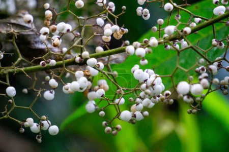 Callicarpa longifolia (Long Leaved Beauty Berry, Karat Besi, Tampah Besi). Callicarpa longifolia est une espèce d'airelle. Les racines sont utilisées comme plantes médicinales pour traiter les diarrhées