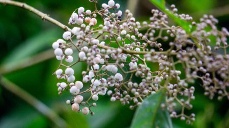 Callicarpa longifolia (Long Leaved Beauty Berry,  Karat Besi, Tampah Besi). Callicarpa longifolia is a species of beautyberry. The roots are used as an herbal medicine to treat diarrheas
