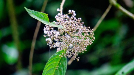 Callicarpa longifolia (Long Leaved Beauty Berry, Karat Besi, Tampah Besi). Callicarpa longifolia es una especie de arándano de la familia Beautyberry. Las raíces se utilizan como un medicamento herbal para tratar las diarreas