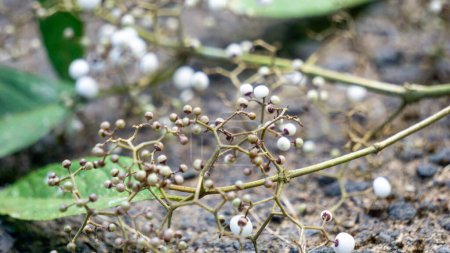 Callicarpa longifolia (Langblättrige Schönheitsbeere, Karat Besi, Tampah Besi). Callicarpa longifolia ist eine Art Schönbeere. Die Wurzeln werden als pflanzliche Medizin zur Behandlung von Durchfall verwendet
