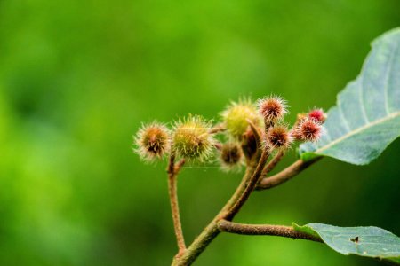 Commersonia bartramia (Andilau, durian tupai, Brown kurrajong, Scrub Christmas tree, Muntingia bartramia). Diese Pflanze wächst im Regenwald und entlang von Bächen und Schluchten an den Rändern des Regenwaldes